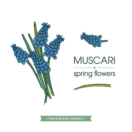 Spring flawers, muscaries. Detailed hand-drawn sketches, vector botanical illustrationのイラスト素材