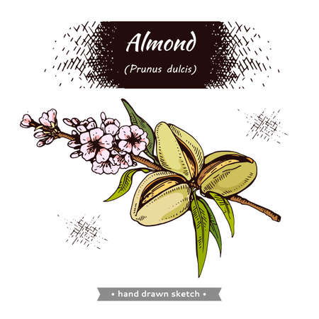 Branch of almonds with nuts, fruits, flowers. Detailed hand-drawn sketches, vector botanical illustration.のイラスト素材