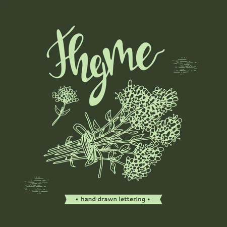 Twig of thyme with leaves and flowers and lettering Thyme. Detailed hand-drawn sketches, vector botanical illustration.のイラスト素材