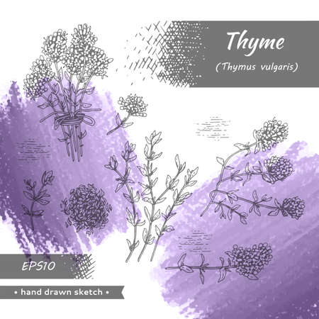 Collection of twig of thyme with leaves and flowers. Detailed hand-drawn sketches, vector botanical illustration.のイラスト素材