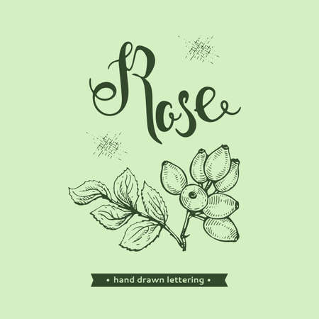 Rosa canina and lettering Rose Detailed hand-drawn sketches, vector botanical illustration.のイラスト素材