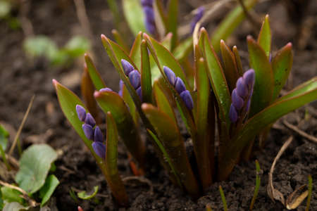 Alpine squill flower in the garden, ornamental flowerbed plant. Photo in the natural environment.の写真素材