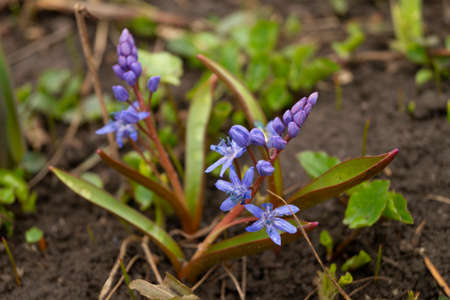Alpine squill flower in the garden, ornamental flowerbed plant. Photo in the natural environment.の写真素材