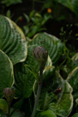 Hosta, flower in the garden, ornamental flowerbed plant with beautiful lush leaves. Photo in the natural environment.の写真素材