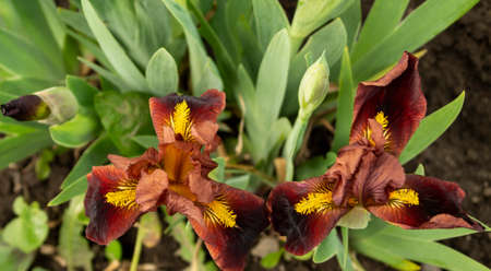 Iris, flower in the garden, ornamental plant for flower beds. Photo in the natural environment.の写真素材