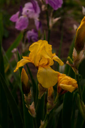 Iris, flower in the garden, ornamental plant for flower beds. Photo in the natural environment.の写真素材