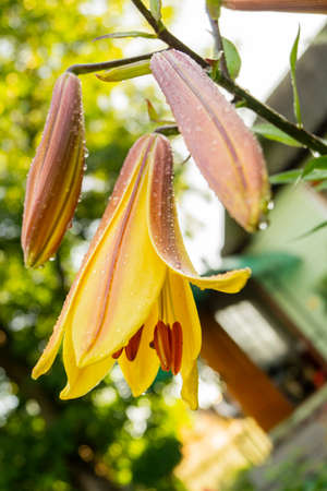 Lily, flower in the garden, ornamental flowerbed. Photo in the natural environment.の写真素材