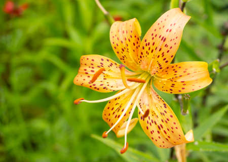 Lily, flower in the garden, ornamental flowerbed. Photo in the natural environment.