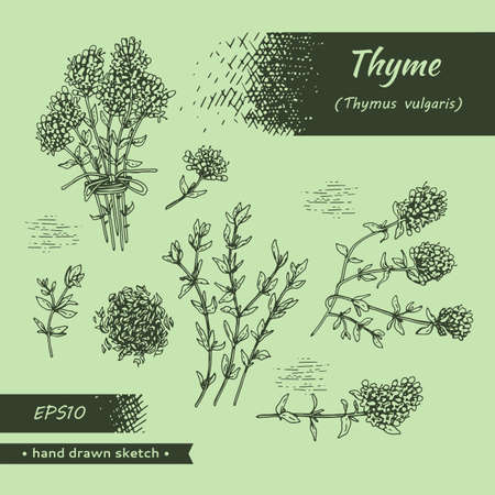 Collection of twig of thyme with leaves and flowers. Detailed hand-drawn sketches, vector botanical illustration.のイラスト素材
