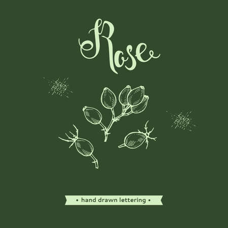 Rosa canina and lettering Rose Detailed hand-drawn sketches, vector botanical illustration.のイラスト素材