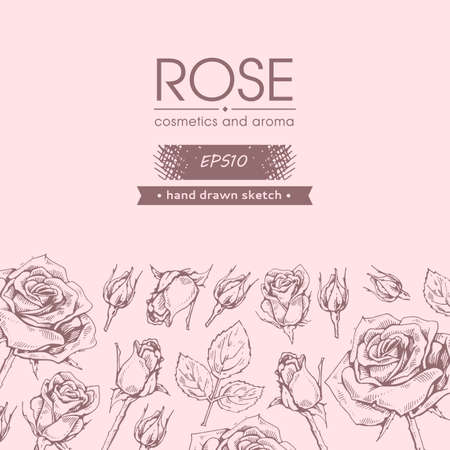 Background with Roses. Detailed hand-drawn sketches, vector botanical illustration.のイラスト素材