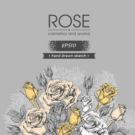 Background with Roses. Detailed hand-drawn sketches, vector botanical illustration.のイラスト素材