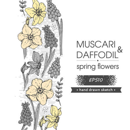 Background with Spring flawers, daffodils and muscaries. Detailed hand-drawn sketches, vector botanical illustration.のイラスト素材