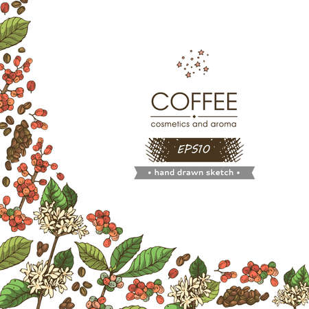 Background with coffee tree branches, flowers and lettering. Detailed hand-drawn sketch, vector botanical illustration.のイラスト素材