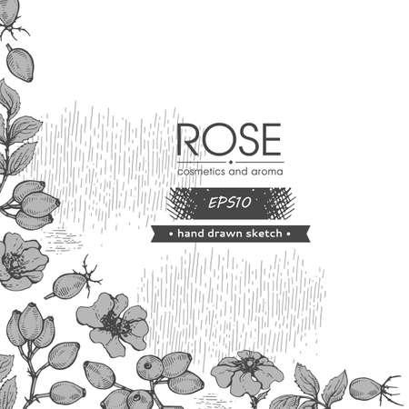 Background filled with Rosa canina and with empty circle inside. Detailed hand-drawn sketches, vector botanical illustration.のイラスト素材