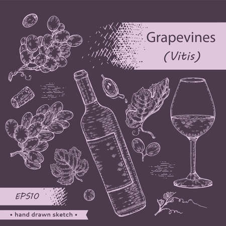 Collection of wine glass, bottle and bunch of grapes. Detailed hand-drawn sketch, vector illustration.のイラスト素材