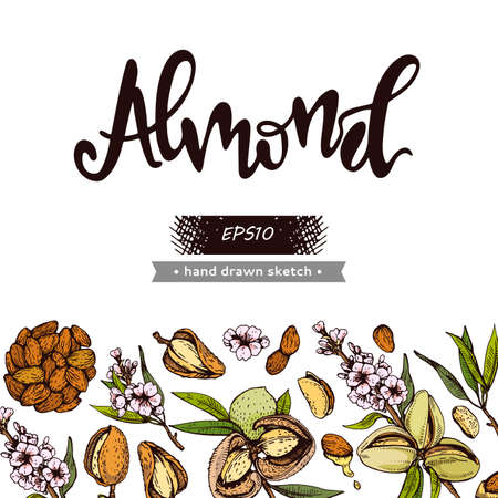 Background with Almond kernels of nuts and a branch of almonds with nuts, fruits, flowers and lettering Almond. Detailed hand-drawn sketches, vector botanical illustration.のイラスト素材