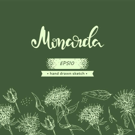 Background with Monarda or Bergamot and lettering Monarda Detailed hand-drawn sketches, vector botanical illustration. For menu, label, packaging design.のイラスト素材