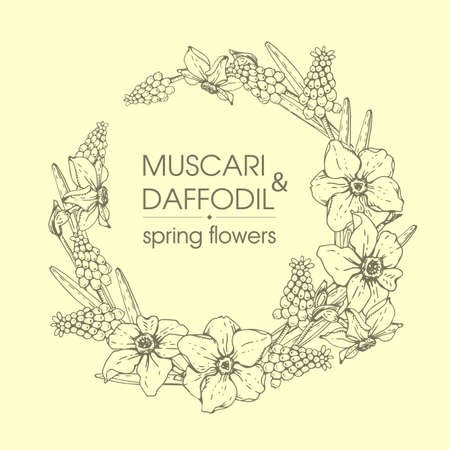 Frame with Spring flowers, daffodils and miscarries. Detailed hand-drawn sketches, vector botanical illustration.のイラスト素材