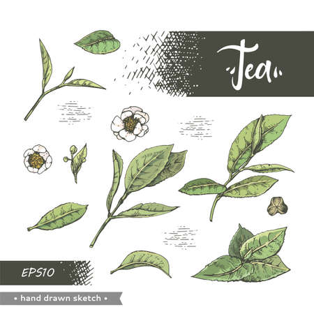 Hand-drawn sketch tea leafs and flowers, vector illustration.のイラスト素材