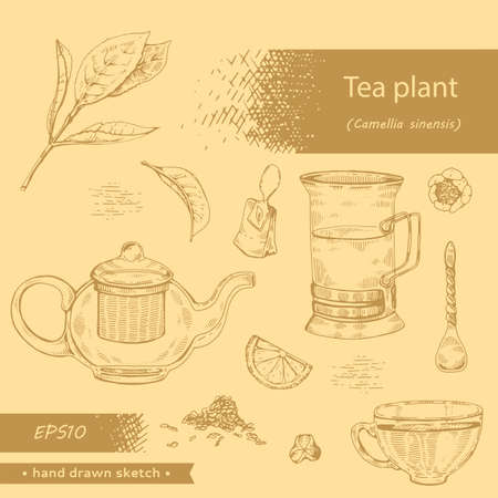 Hand-drawn sketch tea plant cmellia sinensis, vector illustration.のイラスト素材