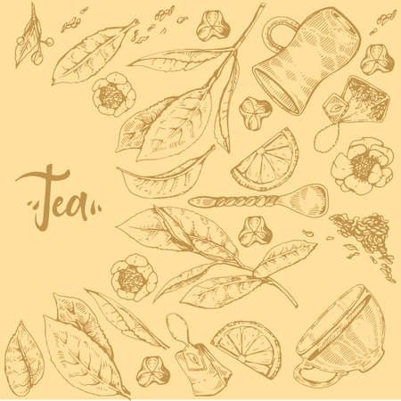 Detailed hand-drawn sketch tea plant and cooking tools, vector illustration.のイラスト素材