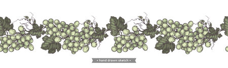 Bunch of grapes on the white background.Detailed hand-drawn illustration.のイラスト素材