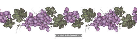Bunch of grapes on the white background.Detailed hand-drawn illustration.のイラスト素材
