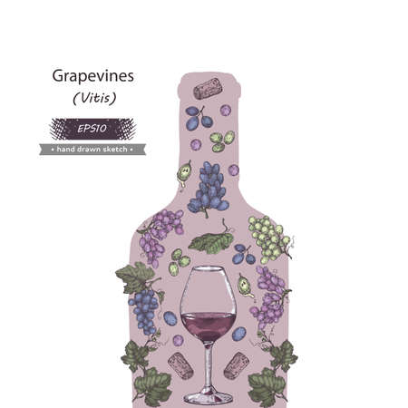 Collection bunches of grapes and wine glass in the form of bottle. Detailed hand-drawn sketch, vector illustration.のイラスト素材