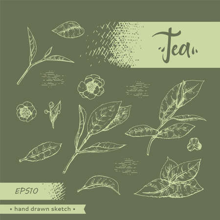 Hand-drawn sketch tea leafs and flowers, vector illustration.のイラスト素材
