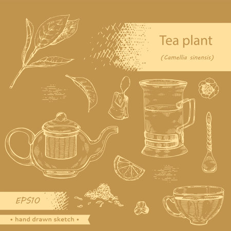 Hand-drawn sketch tea plant cmellia sinensis.のイラスト素材