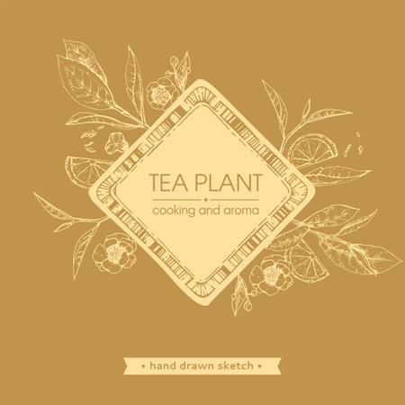 Hand-drawn sketch tea plant with cooking and aroma.のイラスト素材