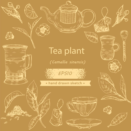 Tea plant Ð³Ð¾ÑÐ¾Ð²Ð¾のイラスト素材