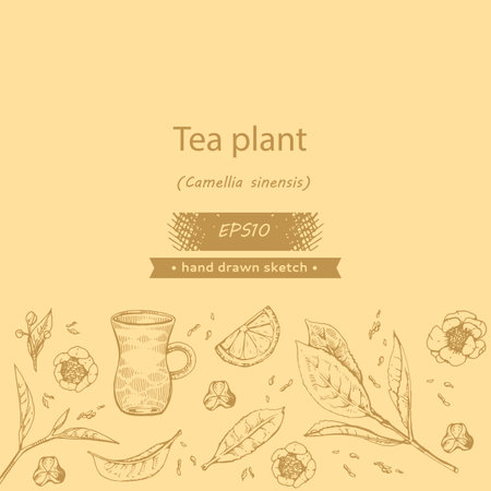 Detailed hand-drawn sketch tea plant and cooking tools.のイラスト素材