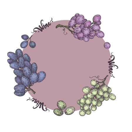 Frame with different bunches of grapes and lettering wine.のイラスト素材