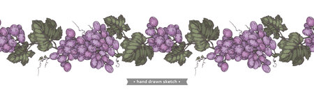 Bunch of grapes on the white background.のイラスト素材