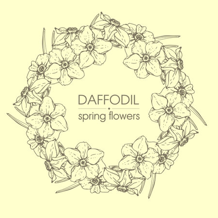 Frame with Spring flawers, daffodils. Detailed hand-drawn sketches, vector botanical illustration.のイラスト素材