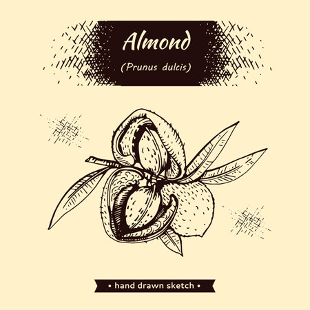 Branch of almonds with nuts, fruits. Detailed hand-drawn sketches, vector botanical illustration.のイラスト素材