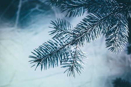 Christmas fir tree blue background with copy space. Fir tree branches texture.の写真素材