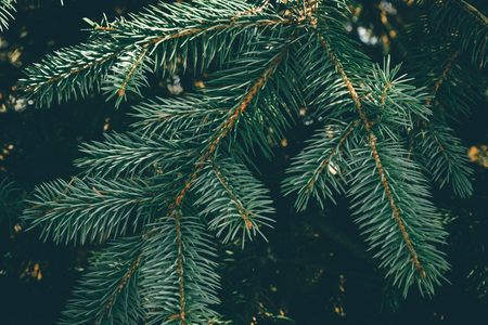 Christmas fir tree background with copy space. Fir tree branches texture. New year Background.