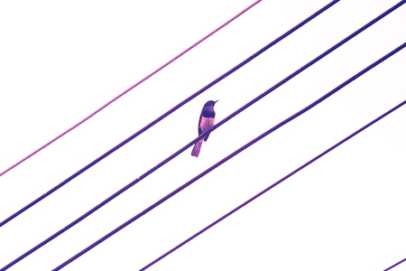 A lone bird sits on power cable lines, like a note on a musical camp. on a white background.の写真素材