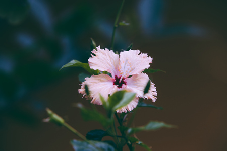 white hibiscus flower in the garden background.の写真素材