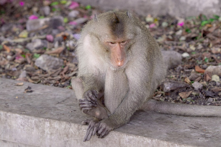 Wild crab-eating macaque on a rock in a national park.