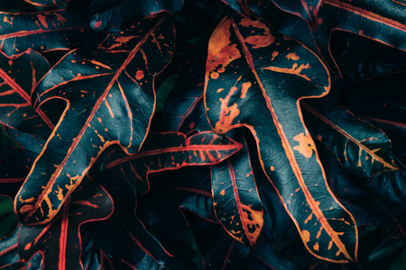 Summer tropical background. Beautiful black and red ornamental leafy plants in the gardenの写真素材