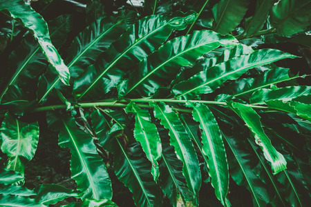 Summer tropical background. Beautiful plants in the jungle and in the gardenの写真素材