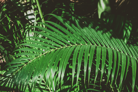 Palm tree foliage. Vintage tropical background. Retro toned. Macro photographyの写真素材