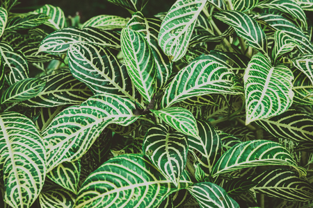 Summer tropical background. Beautiful flowers Croton Plant in the gardenの写真素材