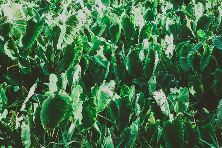 Summer tropical background. Beautiful plants in the jungle and in the gardenの写真素材