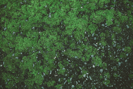 Summer tropical background. Beautiful plants in the jungle and in the gardenの写真素材