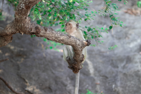 Wild crab-eating on a tree near the sea coast